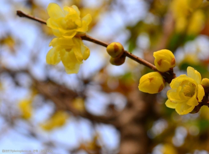 歲末時節(jié)百花盡，獨(dú)見蠟梅寒中香---感悟冬季蓉城“梅香”